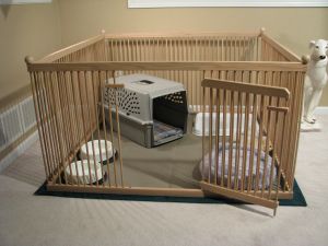 Un chien de petite race urine sur les surfaces verticales dans la maison.