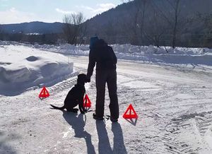 Enseigner une limite territoriale à son chien