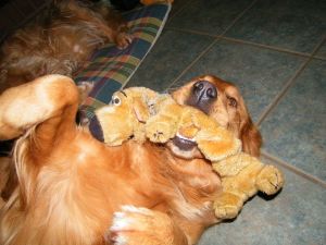 L'impulsivité canine: un défi au quotidien