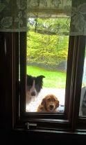 Le chien agit en fonction de ce qui est payant pour lui