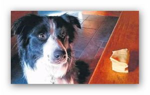 Apprenez à votre chien à ignorer ce qui ne lui est pas destiné