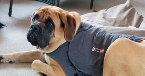 Mon chien a peur des étrangers