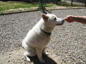 Fido aime trop la visite!
