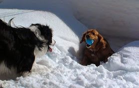 Pour un jeu canin équilibré: 3 conditions essentielles