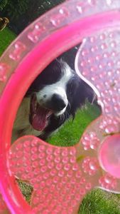 Pour rendre votre chien fou d'un jouet