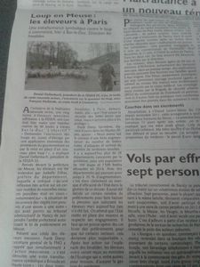 Loups Meuse: la présence d'une meute officiellement reconnue par l'Oncfs