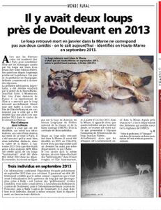 Le loup dans l'Est : Dernières nouvelles du réseau...