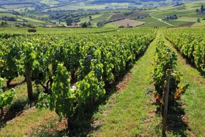 2014-2017 Cultivons l'Europe