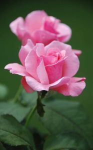les fleurs une par une : Rosa Rosa (Rosa grandiflora)
