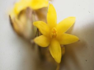les fleurs une par une : Curculigum (Curculigo recurvata)