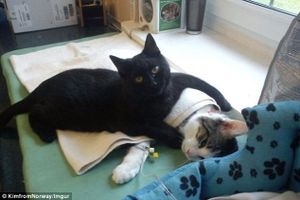 Chat aide-soignant