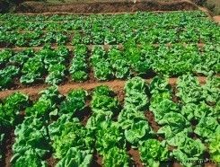 Programme MATOY : Plus de 356 millions Ar. de revenus pour les petits producteurs