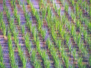 Germoirs biodégradables: Accroître la production agricole