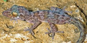 Madagascar : découverte d'une nouvelle espèce de gecko