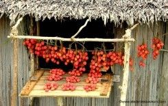 Litchis de Madagascar : 17 000 tonnes à destination du marché européen