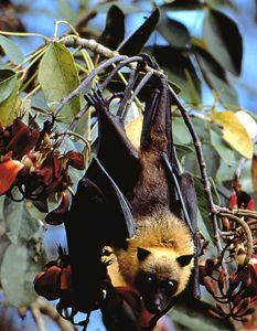 Chauve-souris: Menacées par la chasse et la dégradation de l’environnement