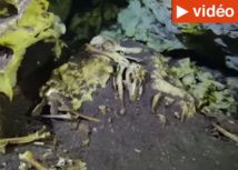 Le plus grand cimetière sous-marin de lémuriens découvert à Madagascar