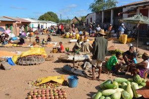 Insécurité alimentaire dans le Sud : Des fruits de cactus et des racines pour se nourrir