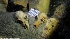 Un gisement de fossiles découvert au lac Tsimanampetsotse