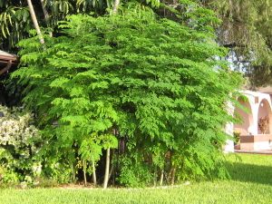 Un Océan d’Espoir : Utilisation du Moringa pour lutter contre la malnutrition