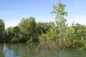 Pour lutter contre le dérèglement climatique à Madagascar: Les mangroves, des écosystèmes essentiels
