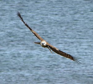 L’aigle et la poule : «Le cri de l’aigle »
