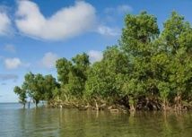 Reboisement : Une 1ère campagne pour les mangroves