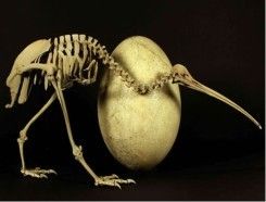 Saisie d’un œuf d’oiseau préhistorique de Madagascar