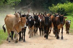 Comment Mahaka se procura des boeufs pour les funérailles de sa mère.