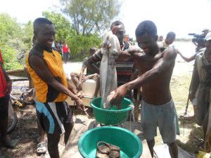 Pêche aux poulpes : Manque de collecteurs à Antsiranana