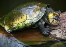 Une centaine de tortues endémiques d'eau douce relâchées dans le parc national d'Ankarafantsika