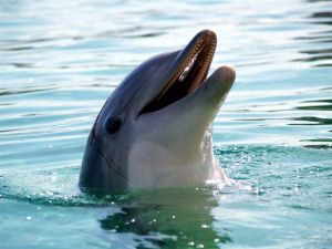 Le dauphin.