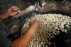 Régression de la production de soie à Madagascar !