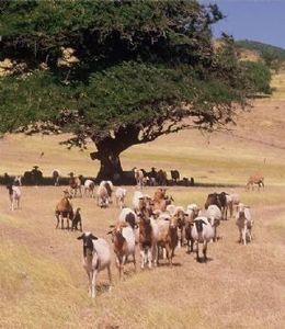 Élevage – La région de Diana vise le marché de l’océan Indien
