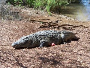 Conte: Pourquoi les crocodiles ne mangent pas les poules ?