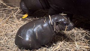 Un plongeur tombe sur des squelettes d'animaux disparus