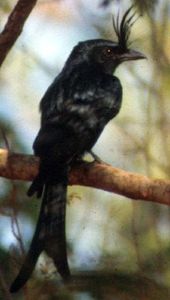 Conte: Les oiseaux qui veulent élire un roi