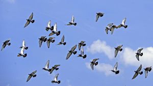 Conte: Les canards et les pigeons