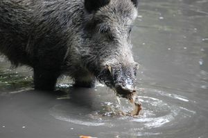 Conte: Le Rat et le Sanglier