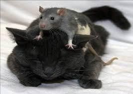 Conte: Le chat et le rat