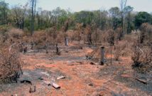 La déforestation continue à gagner du terrain dans la Grande Ile