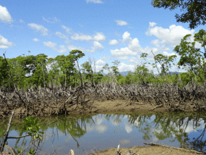 Boanamary Mahajanga : Pour une gestion durable des mangroves