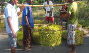 SPPM : Partenariat avec 250 planteurs d’ylang-ylang