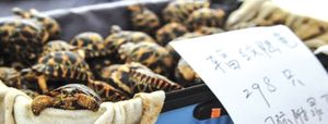 Un Chinois arrêté avec 298 tortues de Madagascar