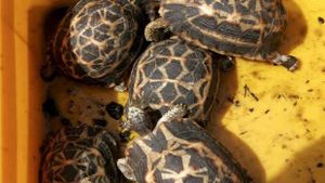 150 tortues étoilées seront bientôt renvoyées à Madagascar