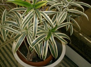 Filière plantes ornementales: Un bel essor pour le plaisir, la santé et... le revenu !