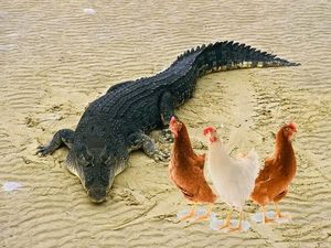Conte: Pourquoi les crocodiles ne mangent pas les poules ?