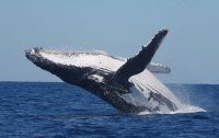 Baleines, cachalots et dauphins De vrais trésors cachés au large de Mahajanga