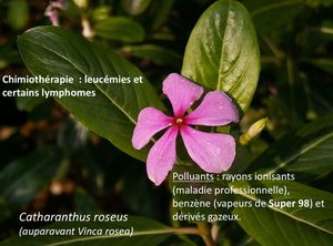 Médecine traditionnelle : potentiel inexploité