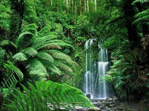 Environnement: Les cris de la nature